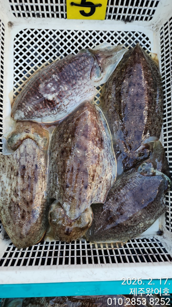 제주왔어호_사진_20260218_8.jpg