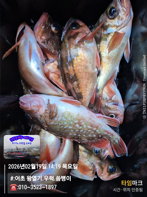 2026-02-19 14.19.03__(#-어초 왕열기.우럭.쏨뱅이)_(-010~3523~1897).jpg