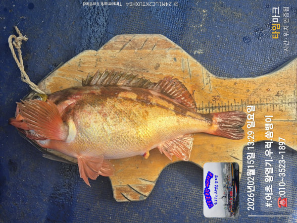 2026-02-15 13.29.37__(#-어초 왕열기.우럭.쏨뱅이)_(-010~3523~1897).jpg