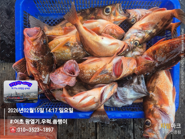 2026-02-15 14.17.41__(#-어초 왕열기.우럭.쏨뱅이)_(-010~3523~1897).jpg
