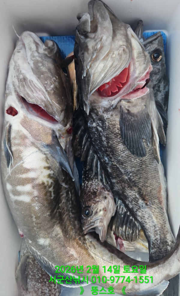 군산 선상낚시, 바다낚시 출조 전문 ☆서군산낚시☆_사진_20260215_13.jpg