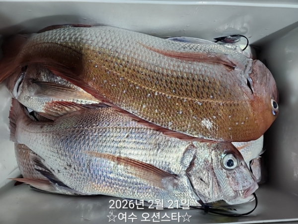 ☆여수오션스타피싱☆쭈꾸미낚시 문어낚시 갑오징어낚시 타이라바 여수갈치낚시 갈치지깅_사진_20260222_15.jpg