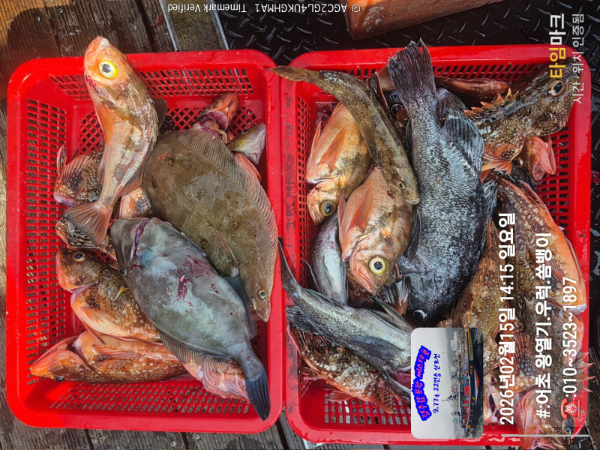 2026-02-15 14.15.38__(#-어초 왕열기.우럭.쏨뱅이)_(-010~3523~1897).jpg