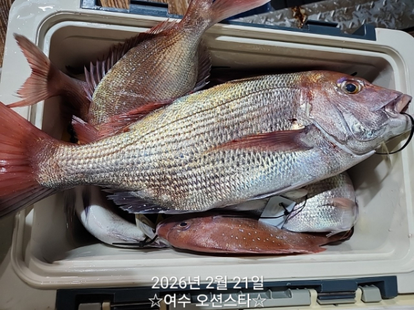 ☆여수오션스타피싱☆쭈꾸미낚시 문어낚시 갑오징어낚시 타이라바 여수갈치낚시 갈치지깅_사진_20260222_16.jpg