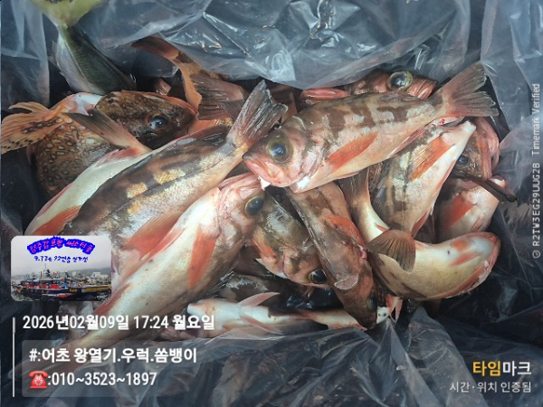 2026-02-09 17.24.49__(#-어초 왕열기.우럭.쏨뱅이)_(-010~3523~1897).jpg