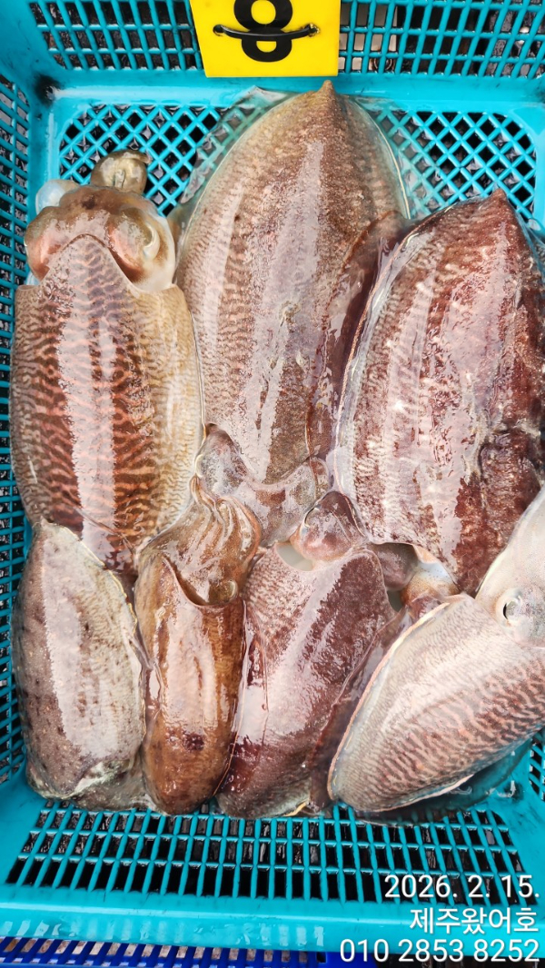 제주왔어호_사진_20260216_8.jpg