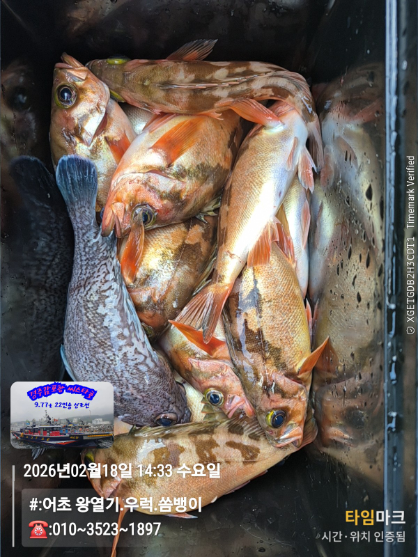 2026-02-18 14.33.15__(#-어초 왕열기.우럭.쏨뱅이)_(-010~3523~1897).jpg