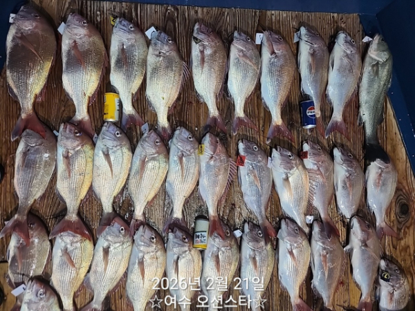 ☆여수오션스타피싱☆쭈꾸미낚시 문어낚시 갑오징어낚시 타이라바 여수갈치낚시 갈치지깅_사진_20260222_4.jpg