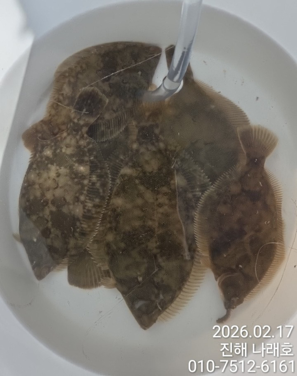 나래피싱(문어,낙지,갈치,호래기,감성돔)_사진_20260218_4.jpg