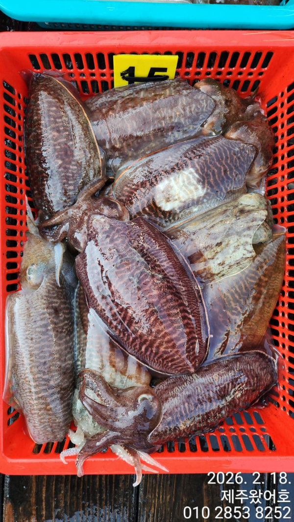제주왔어호_사진_20260218_3.jpg