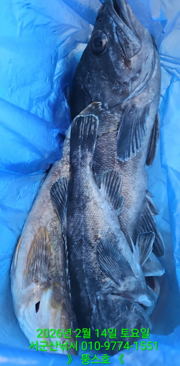 군산 선상낚시, 바다낚시 출조 전문 ☆서군산낚시☆_사진_20260215_8.jpg