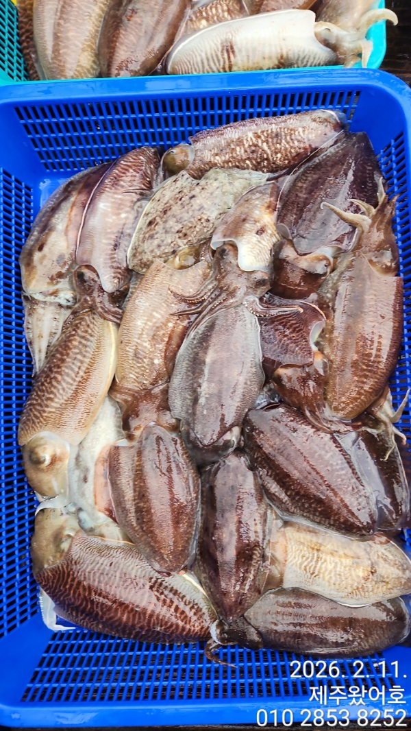 제주왔어호_사진_20260212_4.jpg
