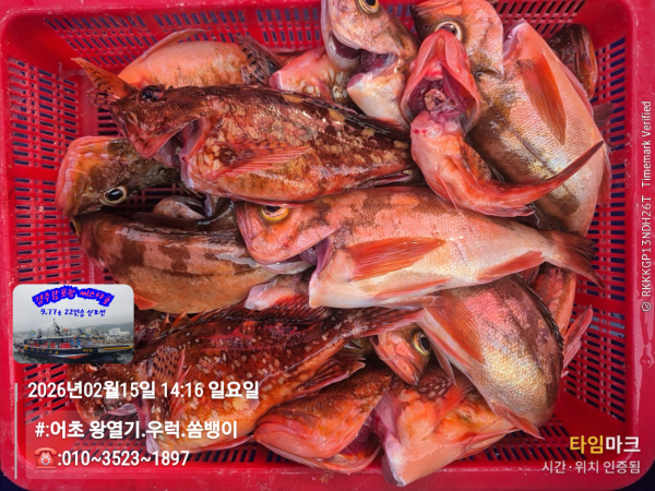 2026-02-15 14.16.29__(#-어초 왕열기.우럭.쏨뱅이)_(-010~3523~1897).jpg
