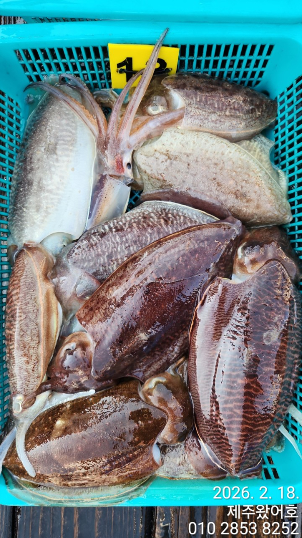 제주왔어호_사진_20260218_6.jpg
