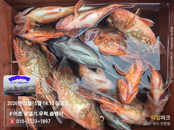 2026-02-15 14.13.53__(#-어초 왕열기.우럭.쏨뱅이)_(-010~3523~1897).jpg