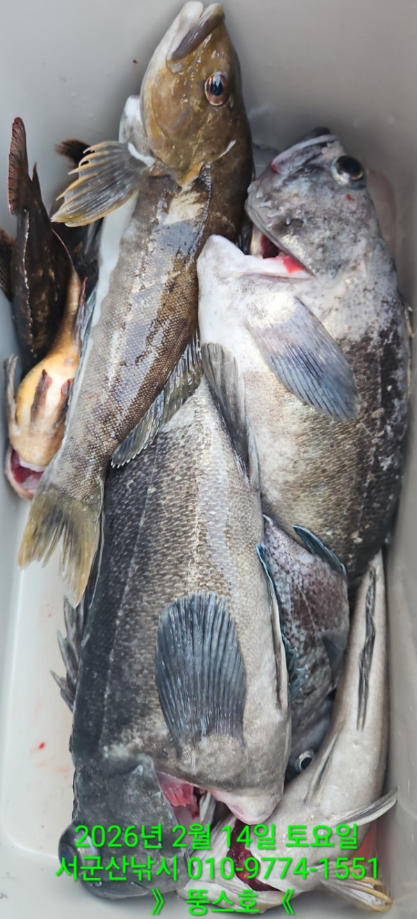 군산 선상낚시, 바다낚시 출조 전문 ☆서군산낚시☆_사진_20260215_10.jpg