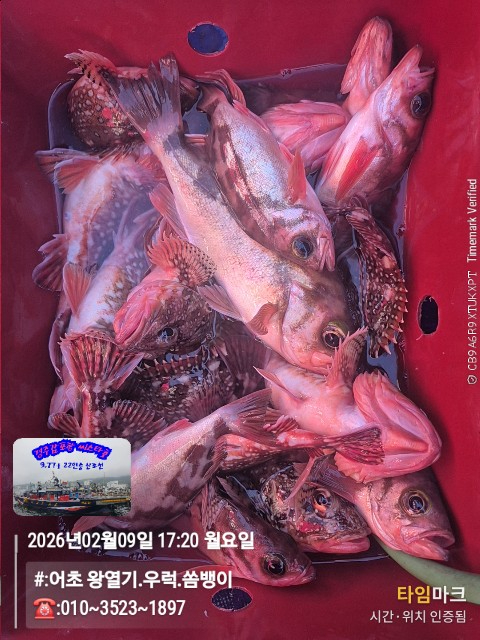 2026-02-09 17.20.27__(#-어초 왕열기.우럭.쏨뱅이)_(-010~3523~1897).jpg