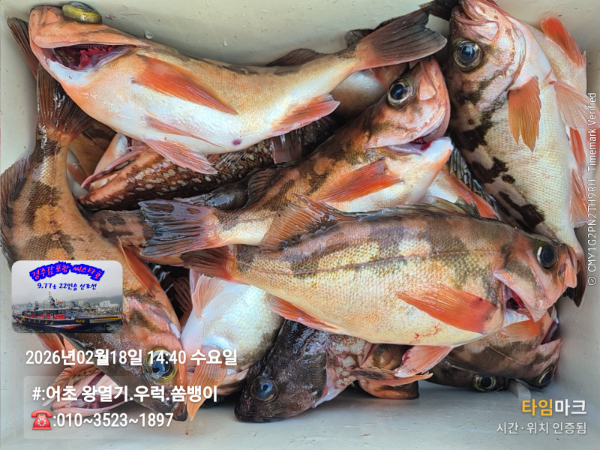 2026-02-18 14.40.38__(#-어초 왕열기.우럭.쏨뱅이)_(-010~3523~1897).jpg