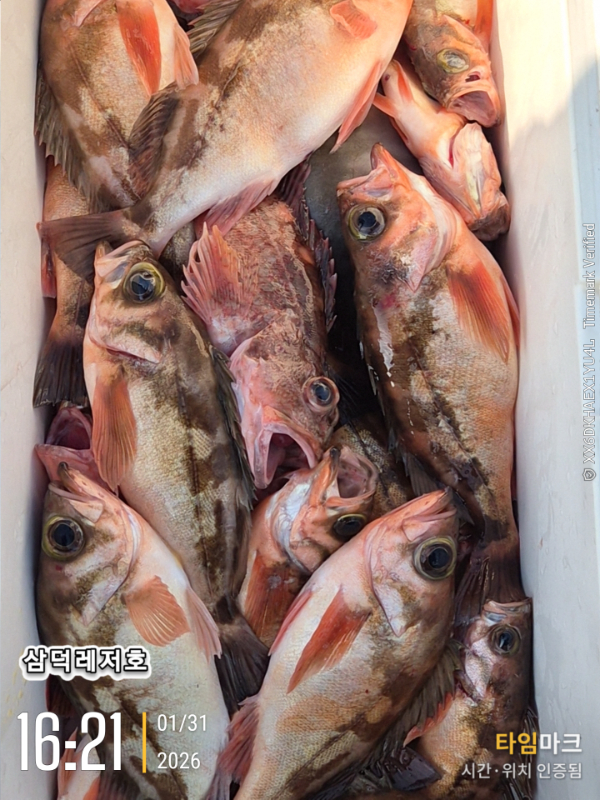 2026-01-31 16.21.14_.jpg