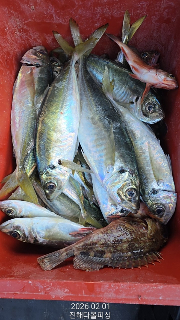 ☆진해 다올피싱☆문어 갈치 선상 낚시_사진_20260202_9.jpg
