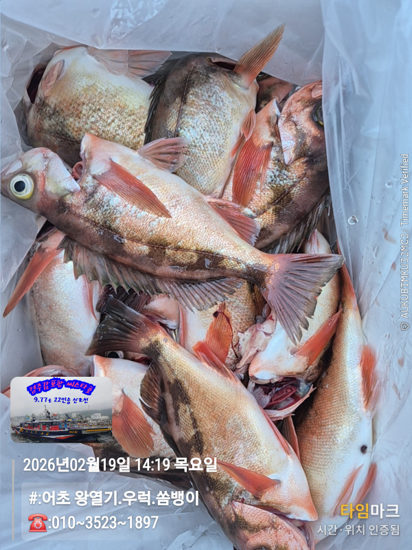 2026-02-19 14.19.28__(#-어초 왕열기.우럭.쏨뱅이)_(-010~3523~1897).jpg