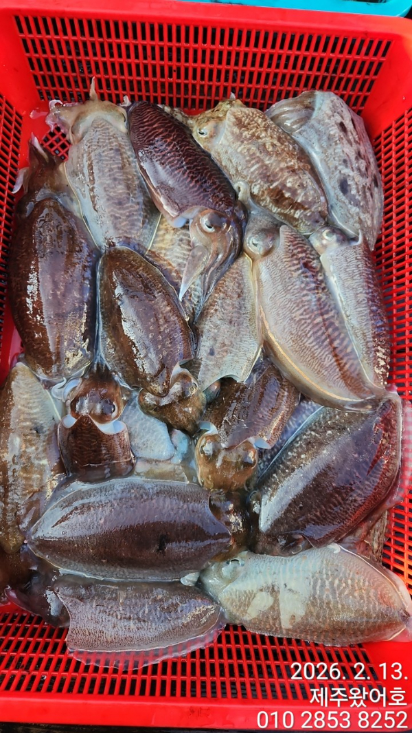 제주왔어호_사진_20260214_4.jpg