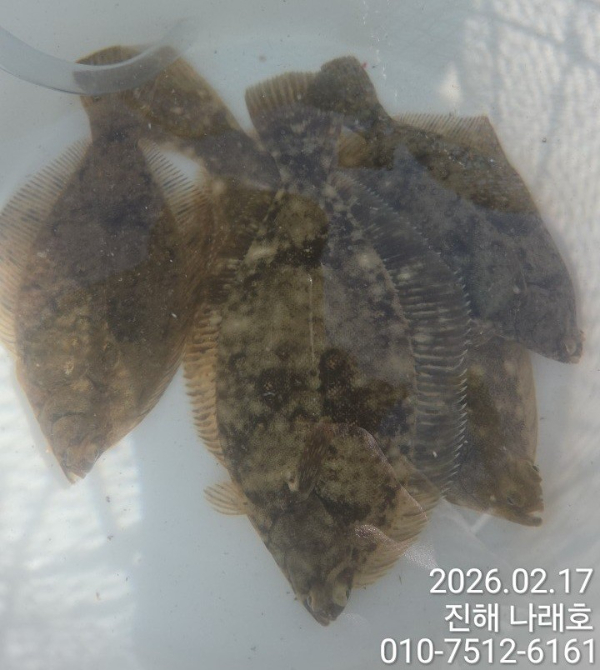 나래피싱(문어,낙지,갈치,호래기,감성돔)_사진_20260218_5.jpg