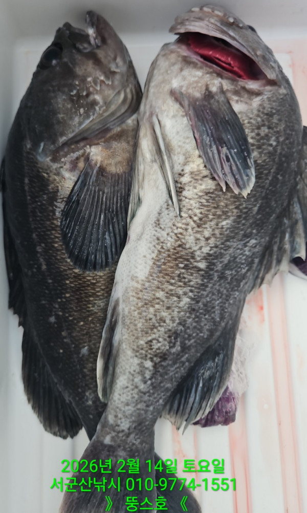 군산 선상낚시, 바다낚시 출조 전문 ☆서군산낚시☆_사진_20260215_11.jpg