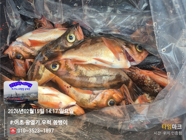 2026-02-15 14.17.35__(#-어초 왕열기.우럭.쏨뱅이)_(-010~3523~1897).jpg