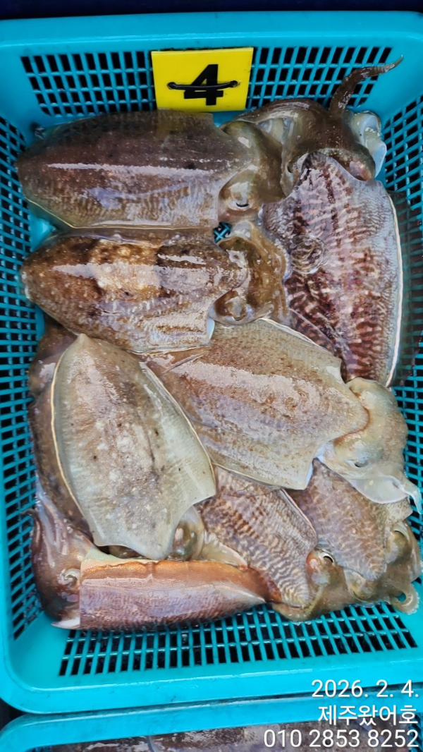 제주왔어호_사진_20260205_5.jpg