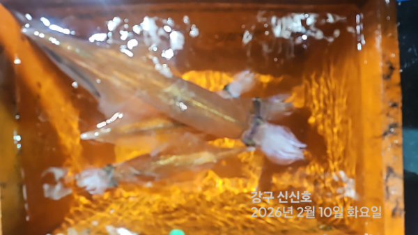 신신낚시 강구점 신신호_사진_20260211_8.jpg