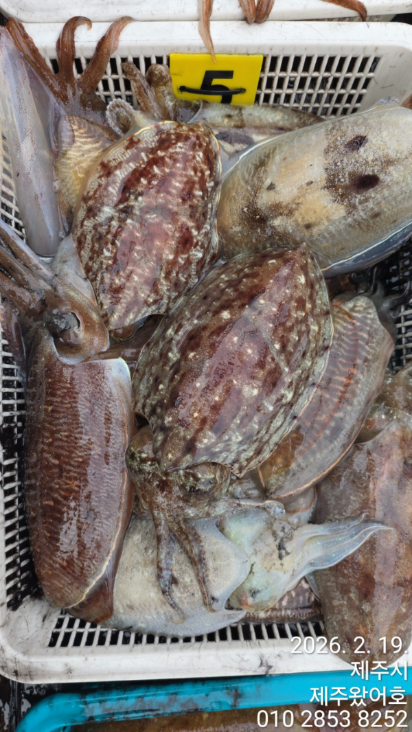 제주왔어호_사진_20260220_2.jpg