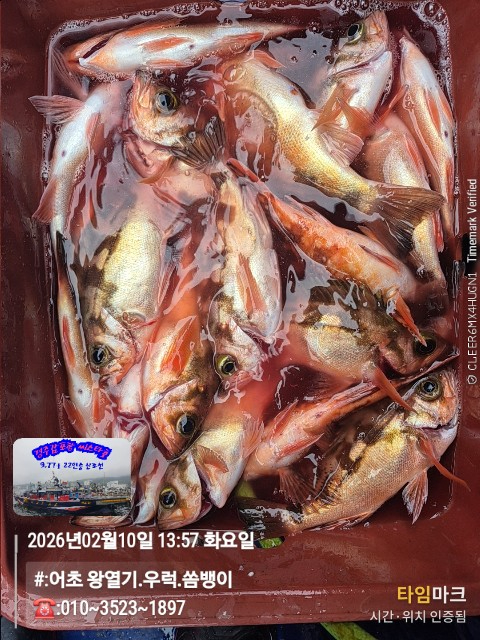 2026-02-10 13.57.44__(#-어초 왕열기.우럭.쏨뱅이)_(-010~3523~1897).jpg