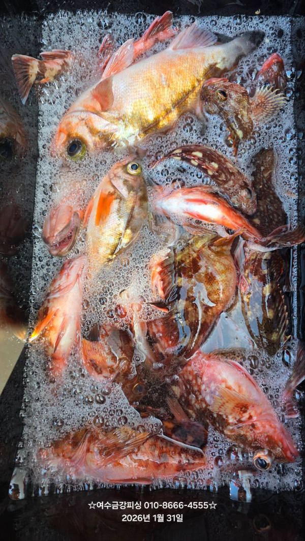 여수금강피싱_사진_20260212_12.jpg