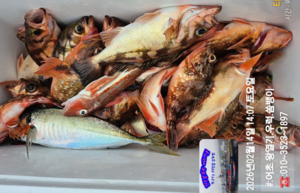 2026-02-14 14.07.51__(#-어초 왕열기.우럭.쏨뱅이)_(-010~3523~1897).jpg