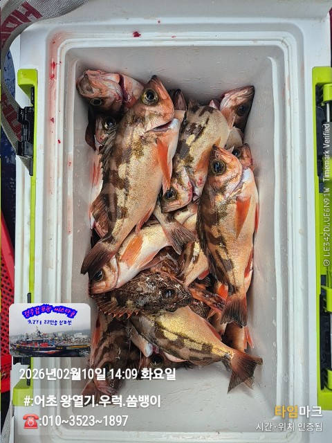 2026-02-10 14.09.24__(#-어초 왕열기.우럭.쏨뱅이)_(-010~3523~1897).jpg