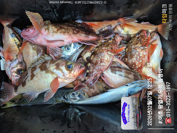 2026-02-07 12.25.22__(#-어초 왕열기.우럭.쏨뱅이)_(-010~3523~1897).jpg