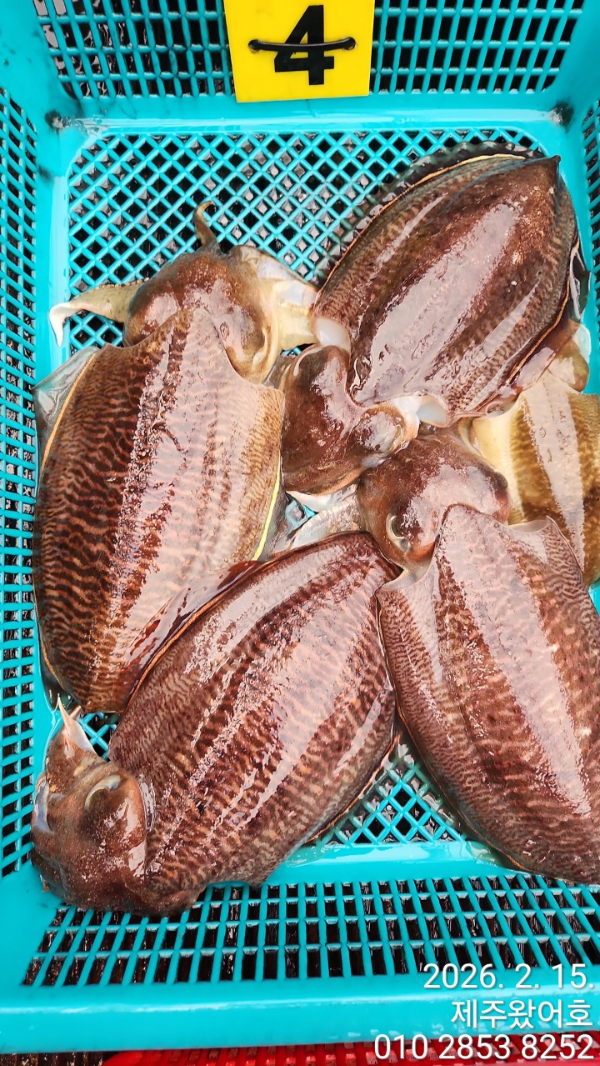 제주왔어호_사진_20260216_10.jpg