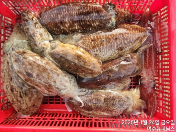 1월24일심해갑 (18).jpg