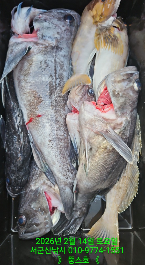 군산 선상낚시, 바다낚시 출조 전문 ☆서군산낚시☆_사진_20260215_7.jpg