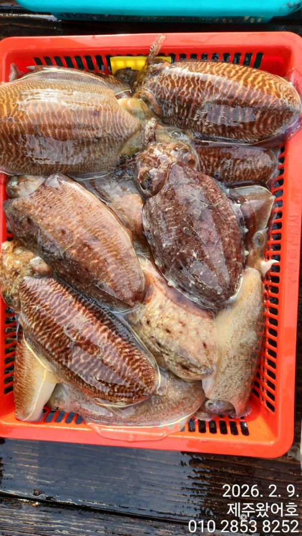 제주왔어호_사진_20260210_9.jpg