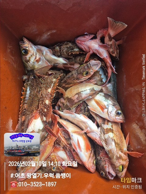 2026-02-10 14.10.29__(#-어초 왕열기.우럭.쏨뱅이)_(-010~3523~1897).jpg