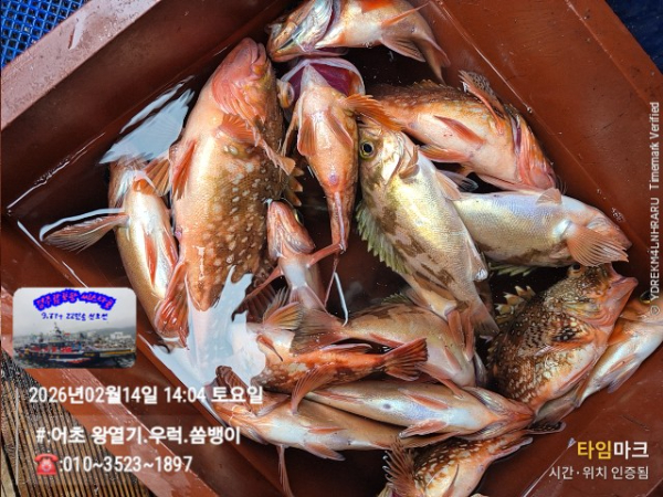 2026-02-14 14.04.26__(#-어초 왕열기.우럭.쏨뱅이)_(-010~3523~1897).jpg
