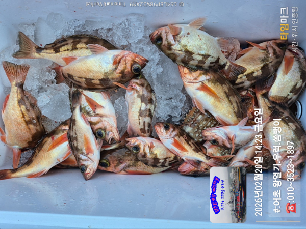 2026-02-20 14.23.34__(#-어초 왕열기.우럭.쏨뱅이)_(-010~3523~1897).jpg