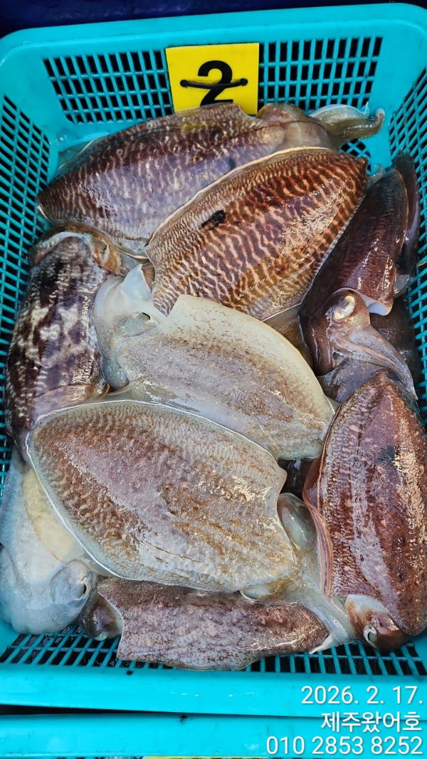 제주왔어호_사진_20260218_5.jpg