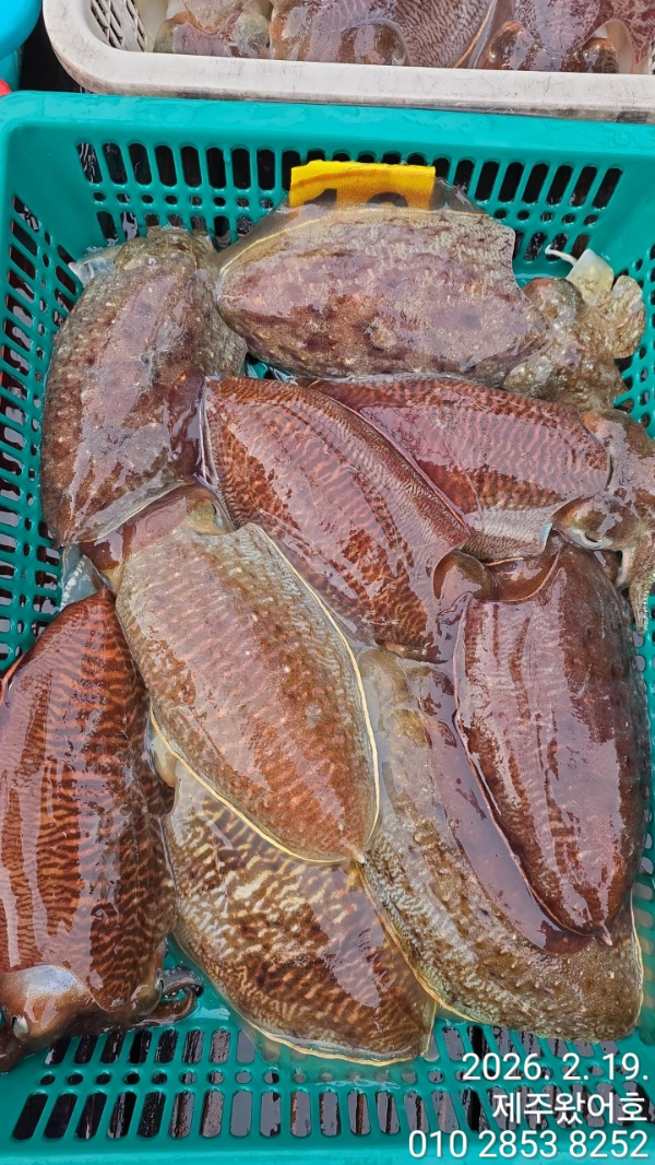 제주왔어호_사진_20260220_5.jpg
