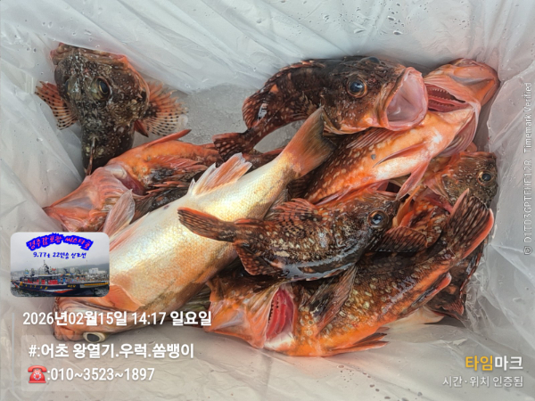 2026-02-15 14.17.46__(#-어초 왕열기.우럭.쏨뱅이)_(-010~3523~1897).jpg