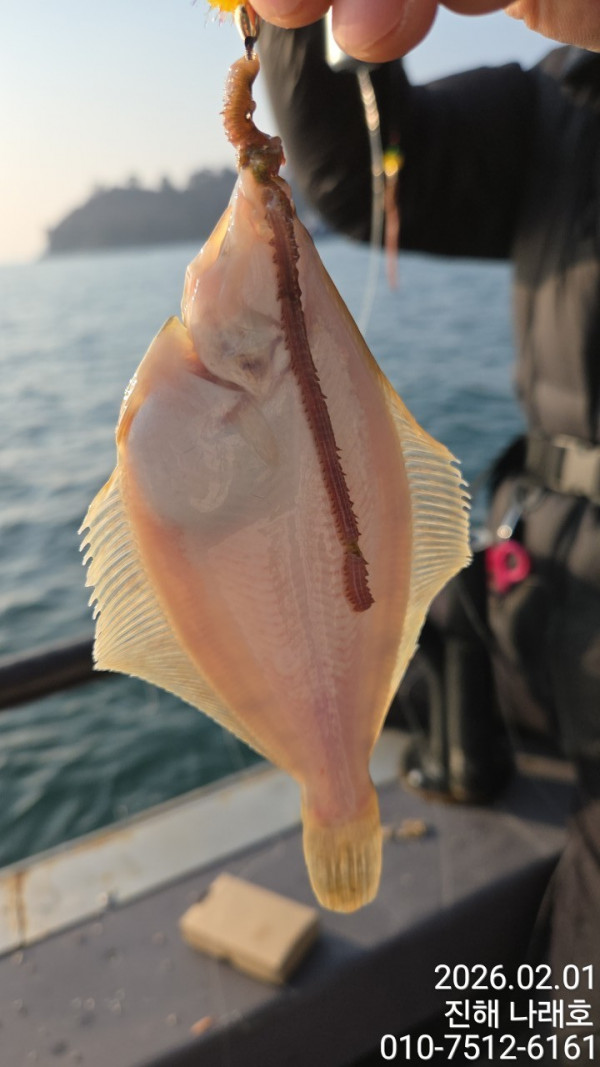 나래피싱(문어,낙지,갈치,호래기,감성돔)_사진_20260202_9.jpg