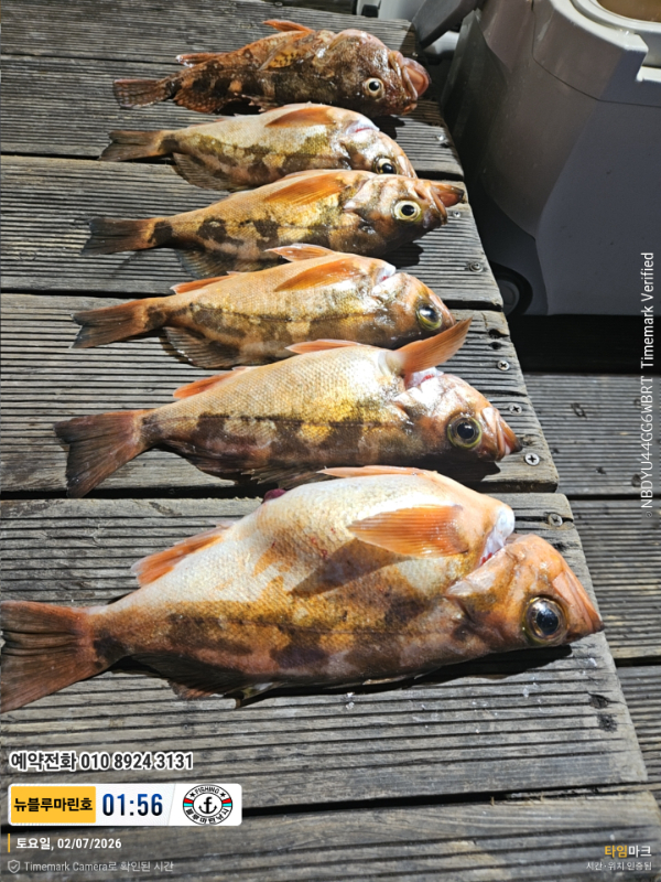 2026-02-07 01.56.12__(제목-뉴블루마린호)_(예약전화 010 8924 3131).jpg