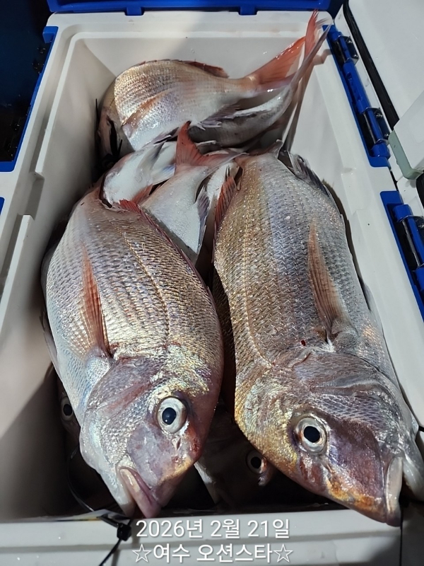 ☆여수오션스타피싱☆쭈꾸미낚시 문어낚시 갑오징어낚시 타이라바 여수갈치낚시 갈치지깅_사진_20260222_17.jpg